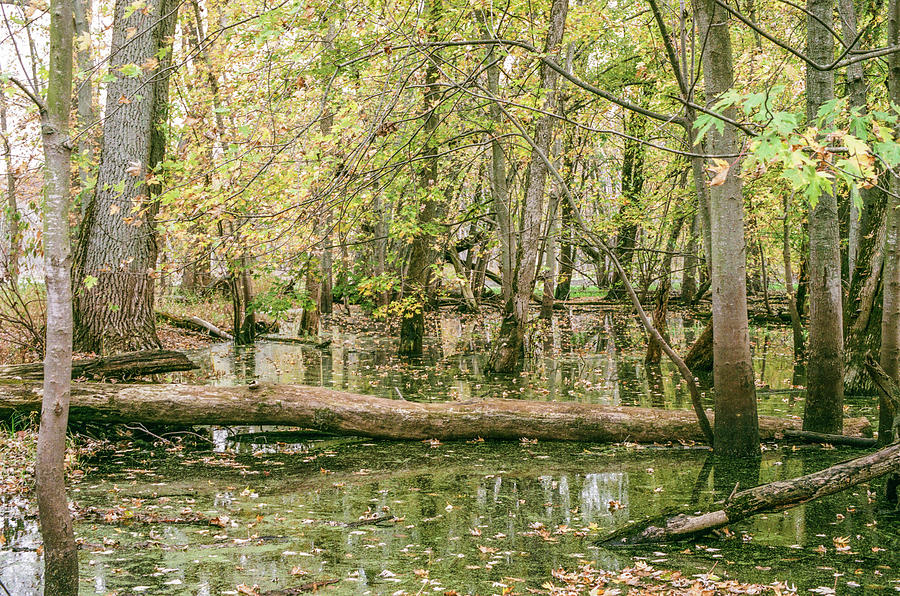 Michigan Swamp Photograph by John McGraw