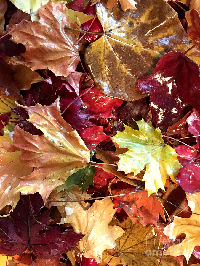 Michigan Waxed Leaves  Photograph by Karen Ann