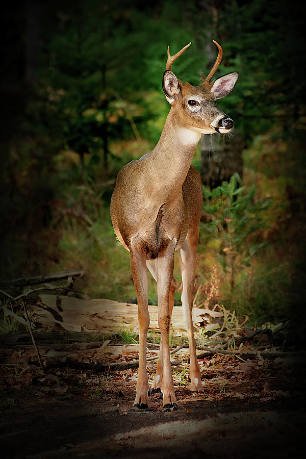 Michigan Whitetail Deer Print Photograph by Gwen Gibson
