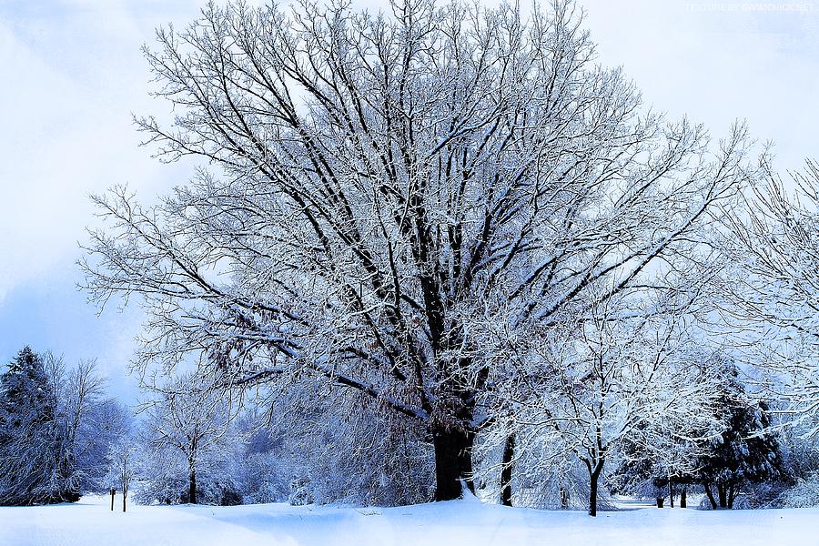 Michigan Winter 18 Photograph by Scott Hovind