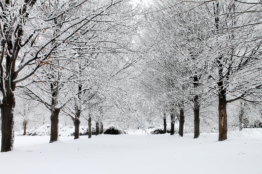 Michigan Winter 3 Photograph by Scott Hovind