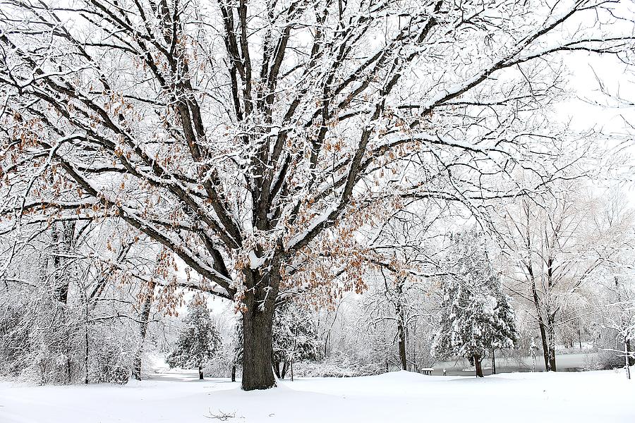 Michigan Winter Photograph by Scott Hovind