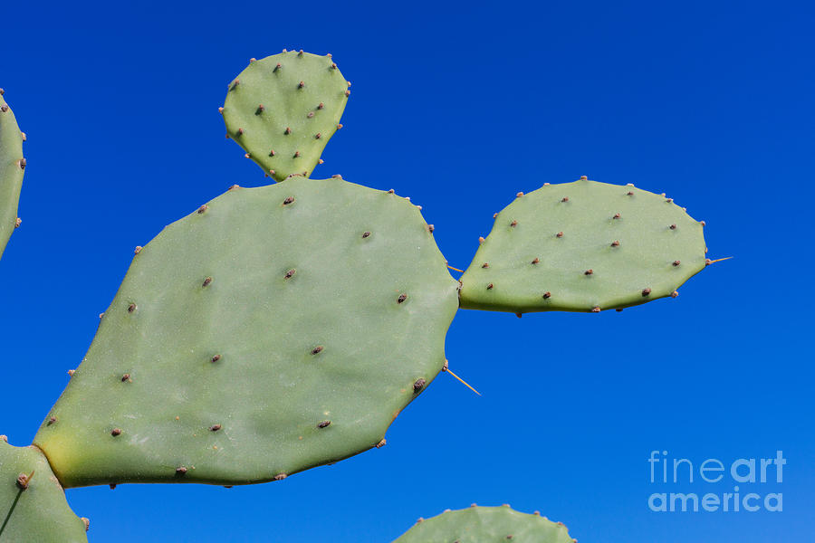 Mickey Cactus Photograph by Diane Macdonald