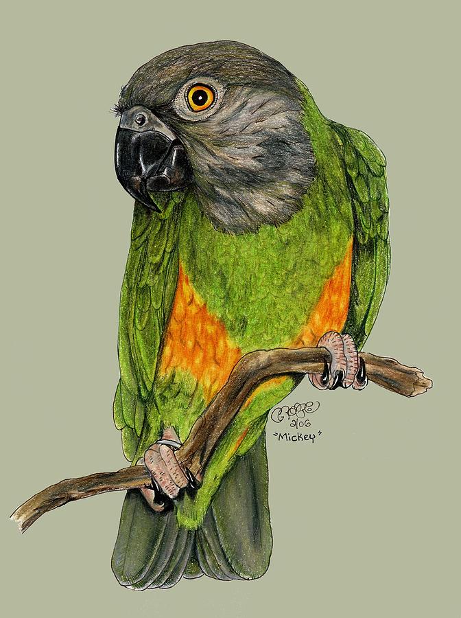 Parrot Drawing - Mickey by Crystal Rolfe