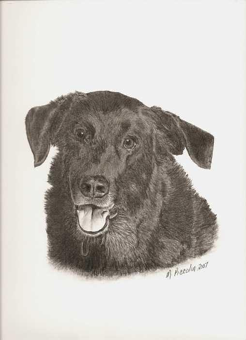 Dog Drawing - Mickey by Marlene Piccolin Dog Drawing - Mickey by Marlene Piccolin