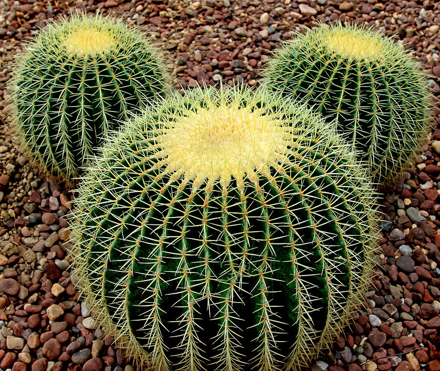 Mickey Mouse Barrel Cactus Photograph by Donna Haggerty - Fine Art America