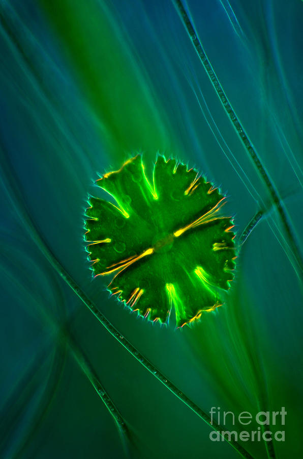 Micrasterias Apiculata Cyanobacteria LM Photograph by Marek Mis
