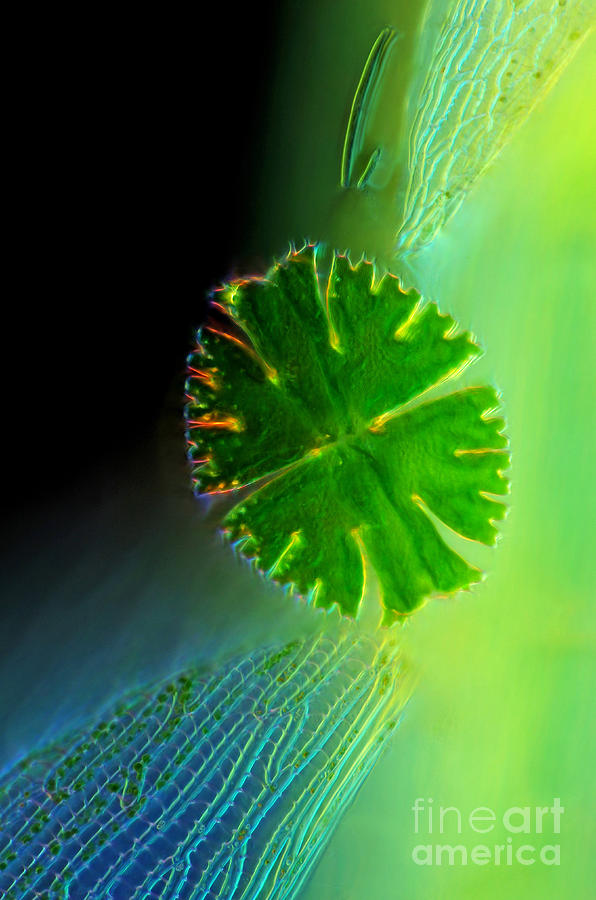 Micrasterias Apiculata Sphagnum leaf LM Photograph by Marek Mis