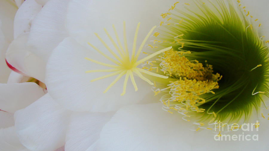 Spring Photograph - Macro Cereus Cactus Bloom by Beverly Guilliams