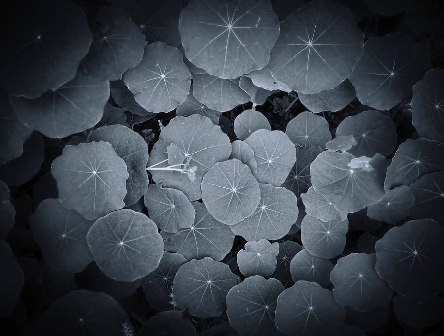 Nasturtiums Photograph - Micro Cosmos by Wayne Sherriff