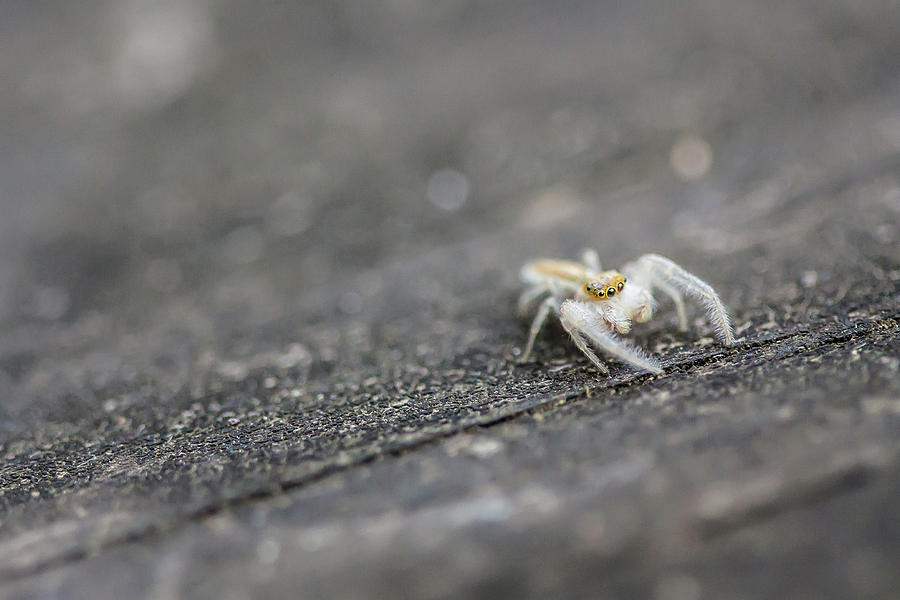 micro spider