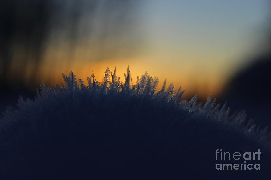 Micro Sunrise Photograph by Hanni Stoklosa