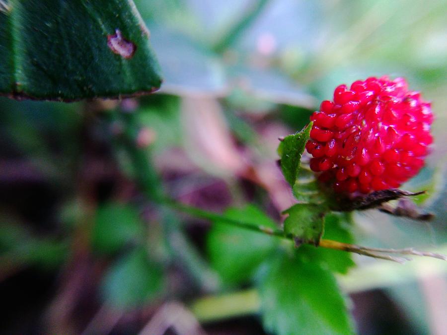 Micro world strawberry Photograph by Christina Wieser - Pixels