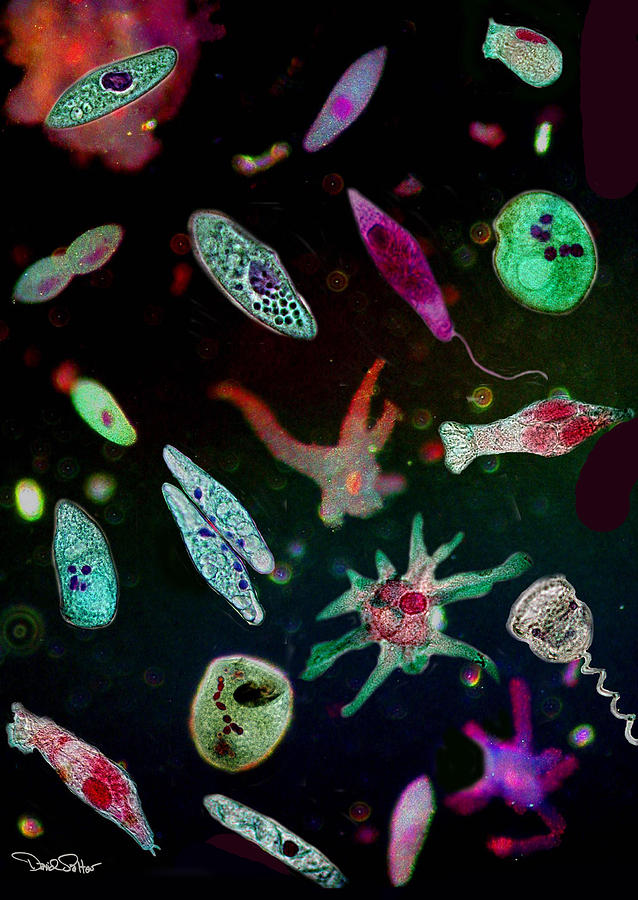 Microbes Photograph - Microbial World by David Salter