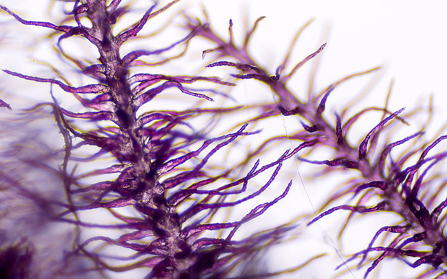 Microscopic Grass Stalk Photograph by Kenneth Albin