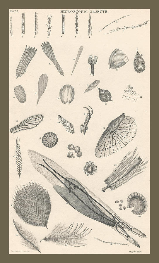 John James Audubon Drawing - Microscopic Objects by Dreyer Wildlife Print Collections 