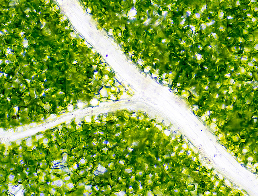 Microscopic Plant Leaf Photograph by Kenneth Albin