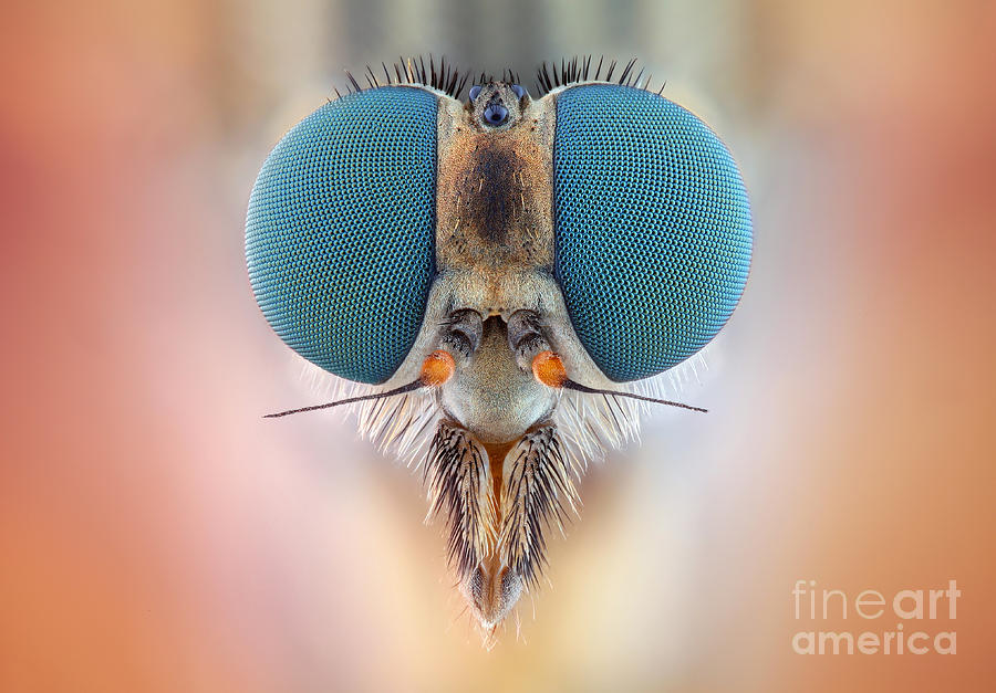 Microscopy Of Snipefly Photograph by Matthias Lenke