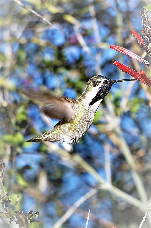 Hummingbird Photograph - Mid Air by Nelson Strong