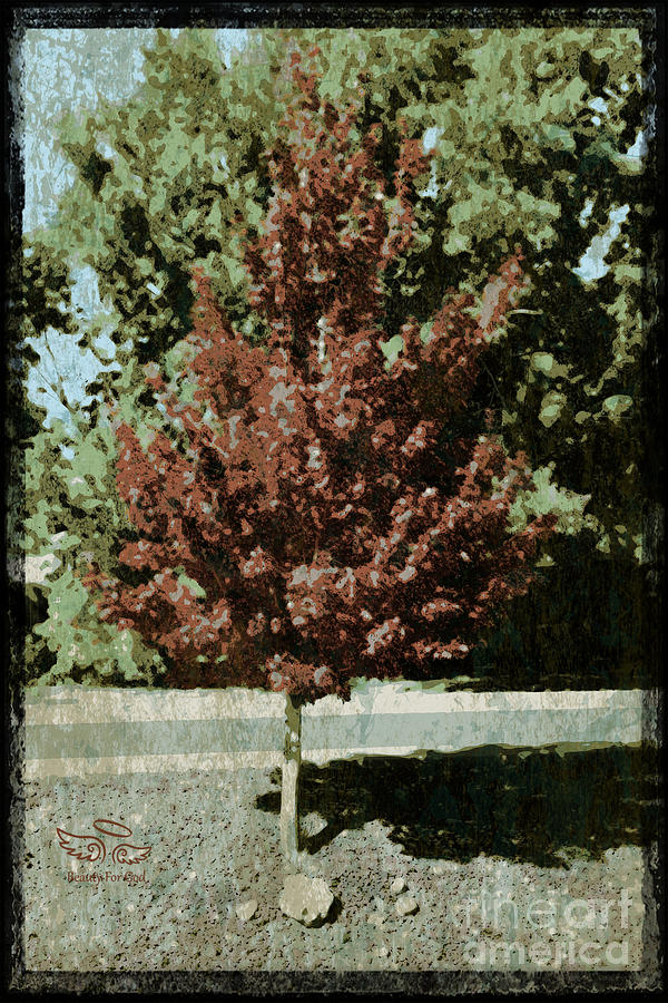 Tree Photograph - Mid Century Tree by Beauty For God Tree Photograph - Mid Century Tree by Beauty For God