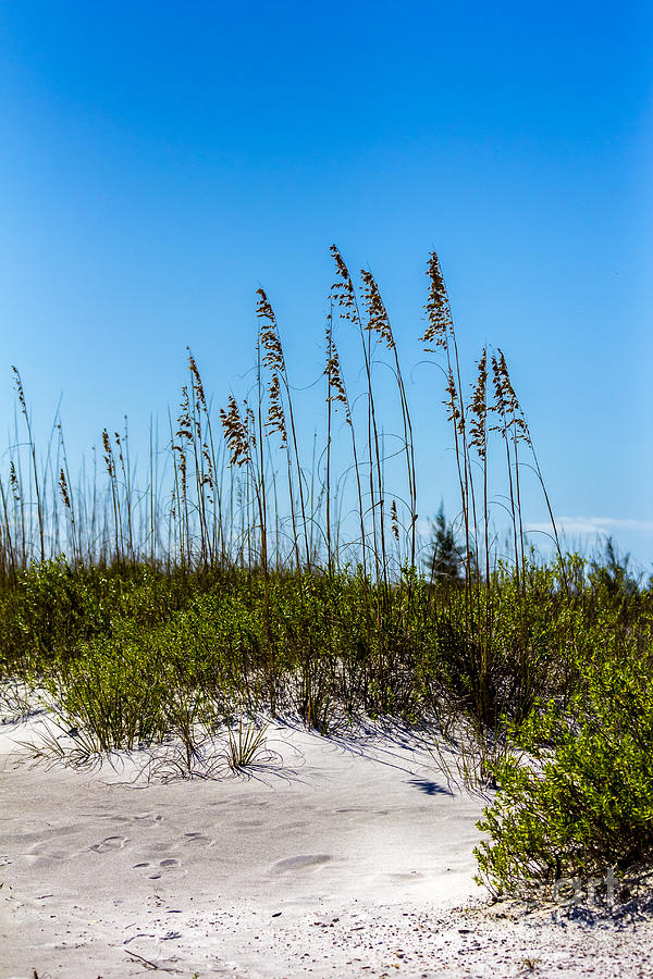 Mid Day Dunes Photograph by Marvin Spates