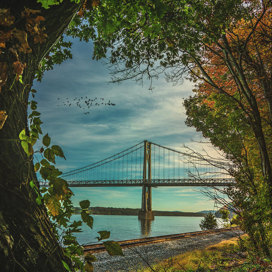 Tree Photograph - Mid Hudson Bridge by Chris Lord