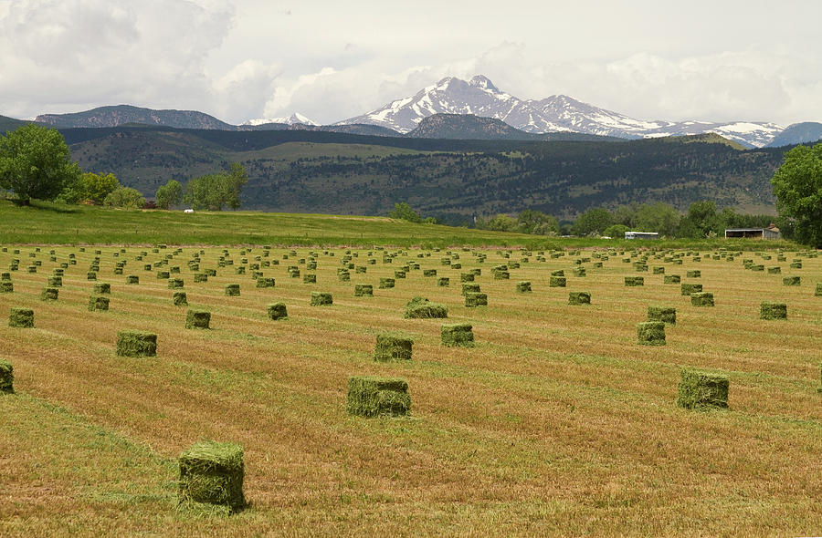 Mid June Colorado Hay  and the Twin Peaks Longs and Meeker Photograph by James BO Insogna