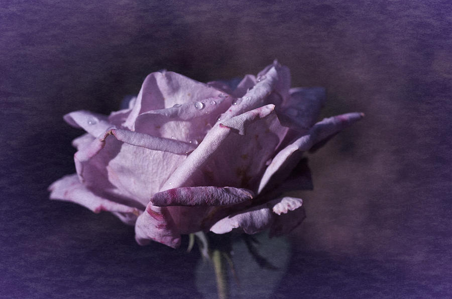 Mid September Purple Rose Photograph by Richard Cummings