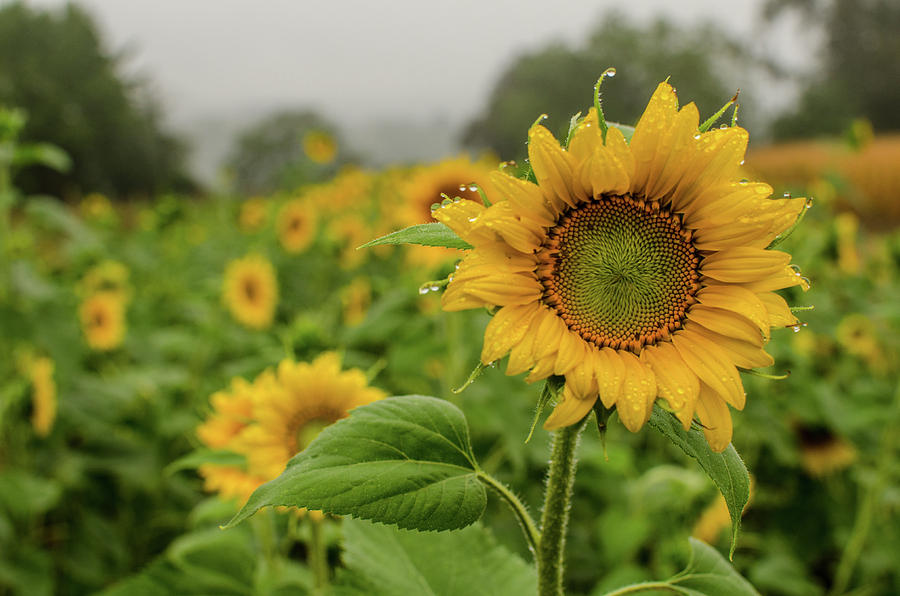 Mid September SunFlowers Photograph by Miguel Winterpacht