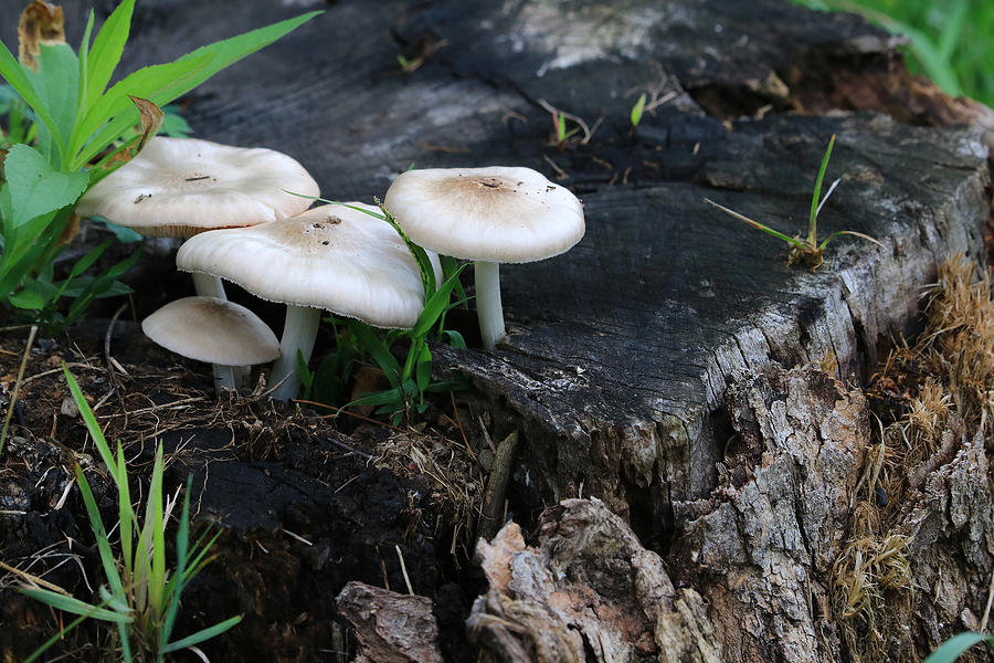 Mid Summers Fungi by Rick Morgan Mid Summers Fungi by Rick Morgan