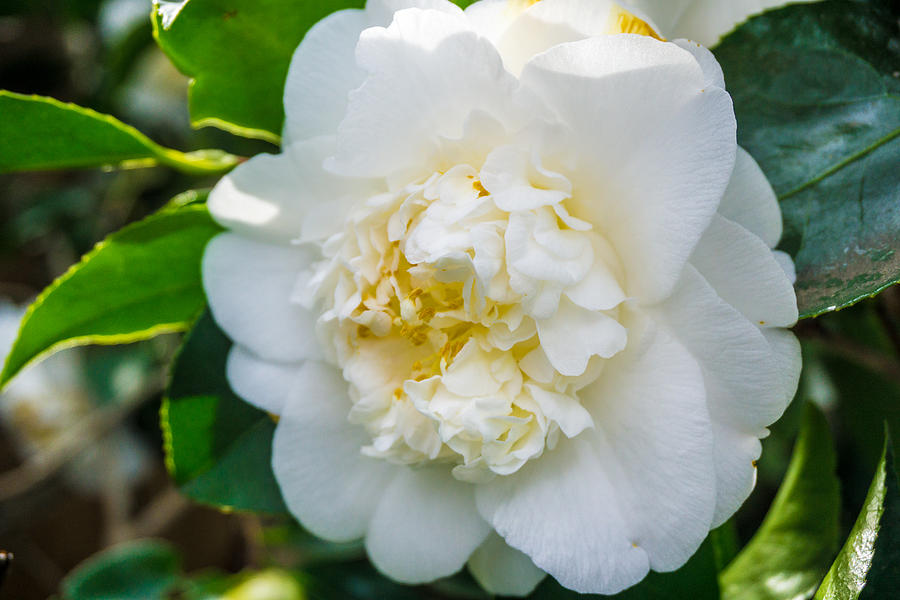 Mid Winter Bloom Photograph By Brooks Creative -photography And Artwork 