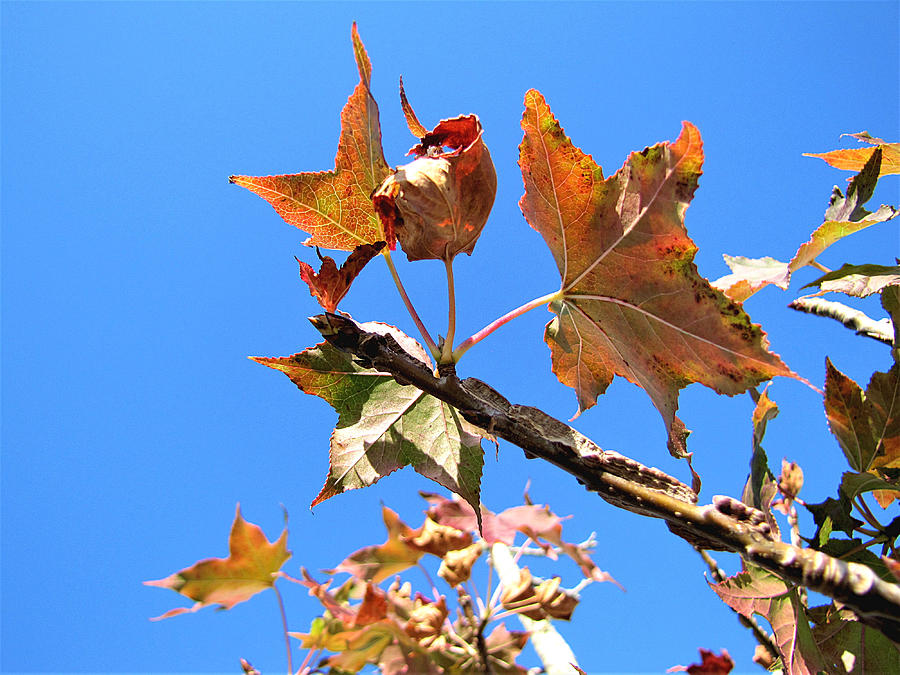 Mid-Winter Oak Leaves 000   Photograph by Christopher Mercer