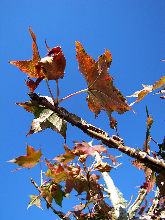 Mid-Winter Oak Leaves Photograph by Christopher Mercer