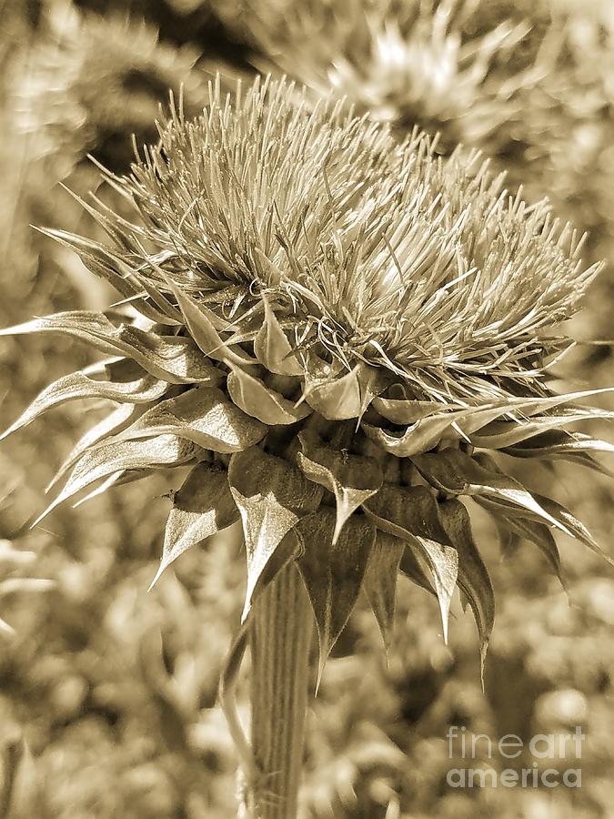 Flower Photograph - Midas Touch Thistle by Maria Urso