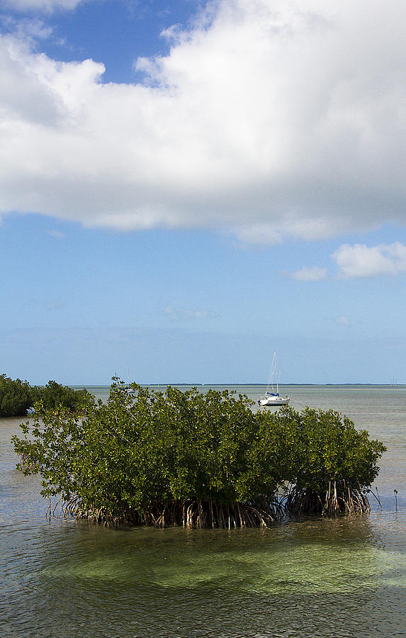 Midday Mangroves Photograph by Bob Slitzan