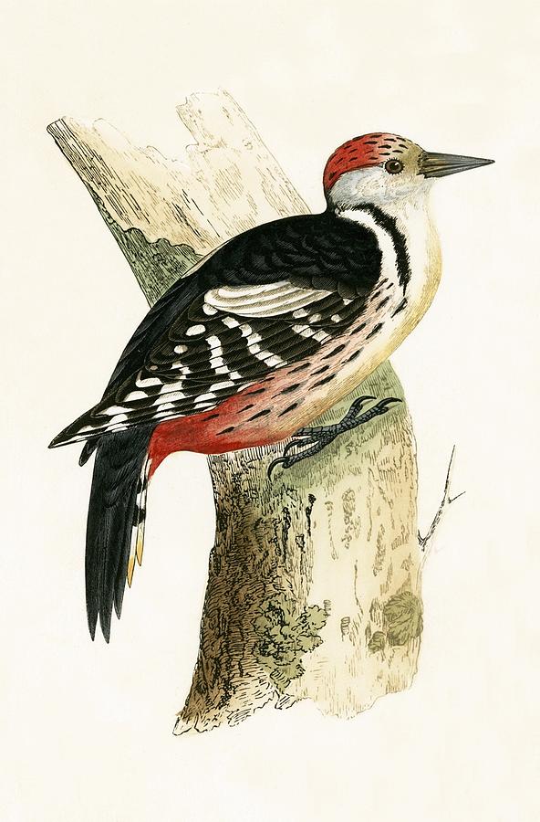 Nature Painting - Middle Spotted Woodpecker by English School