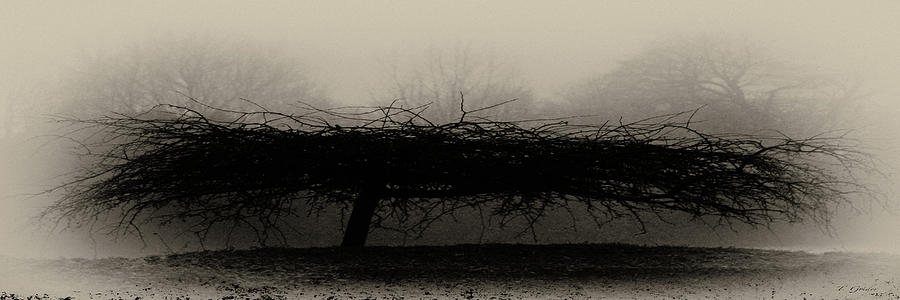 Nature Photograph - Middlethorpe Tree In Fog Sepia Panorama by Tony Grider