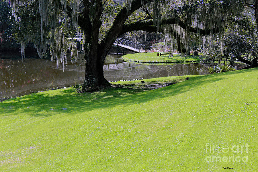 Nature Photograph - Middleton Plantation Serenity - Signed by DB Hayes
