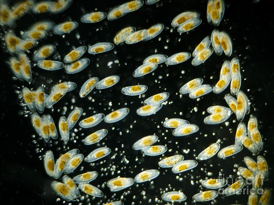 Midge Eggs Chironomus Sp., Lm Photograph by Rubn Duro/BioMEDIA ASSOCIATES LLC