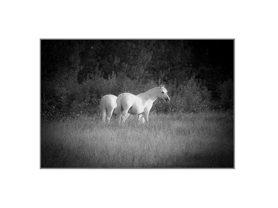 Midi white horses. Photograph by Antonio Costa