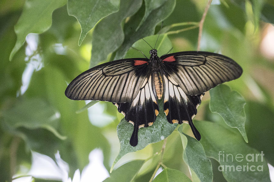 Midland Moth Photograph by Joseph Yarbrough