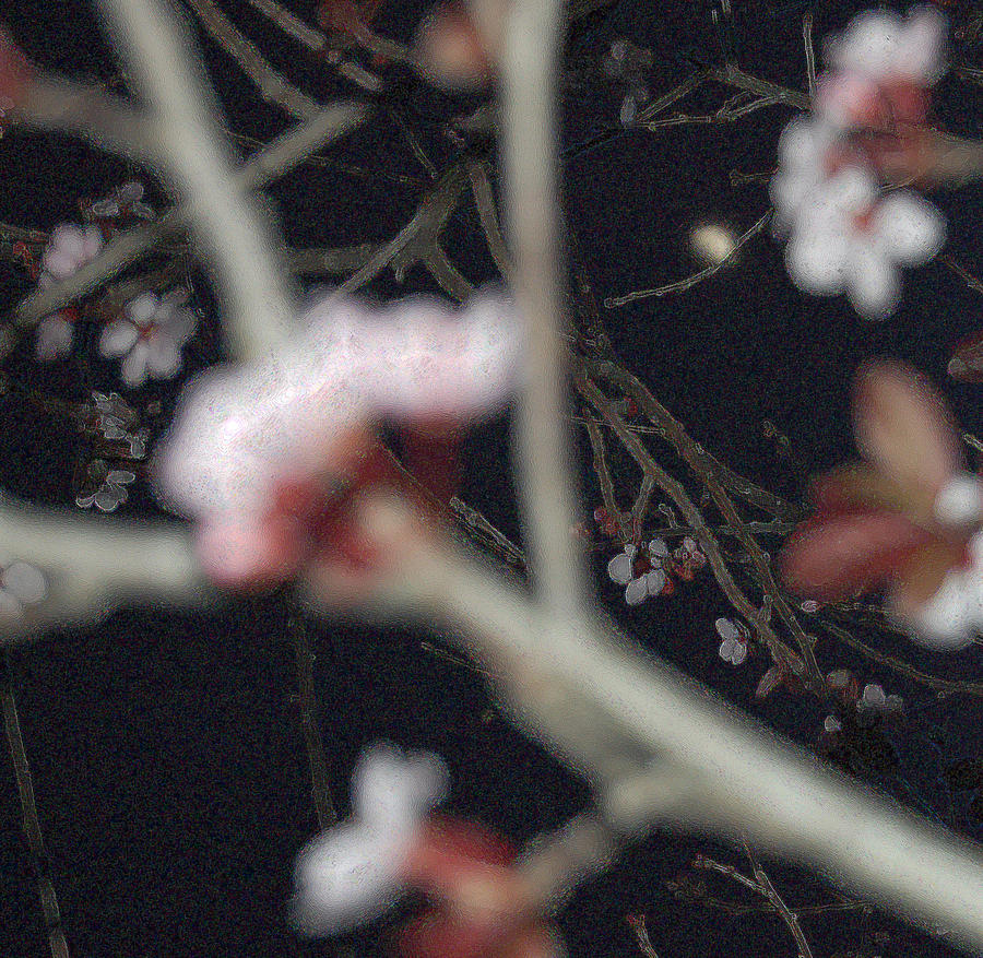 Nature Photograph - Midnight Blossoms by Jean Booth