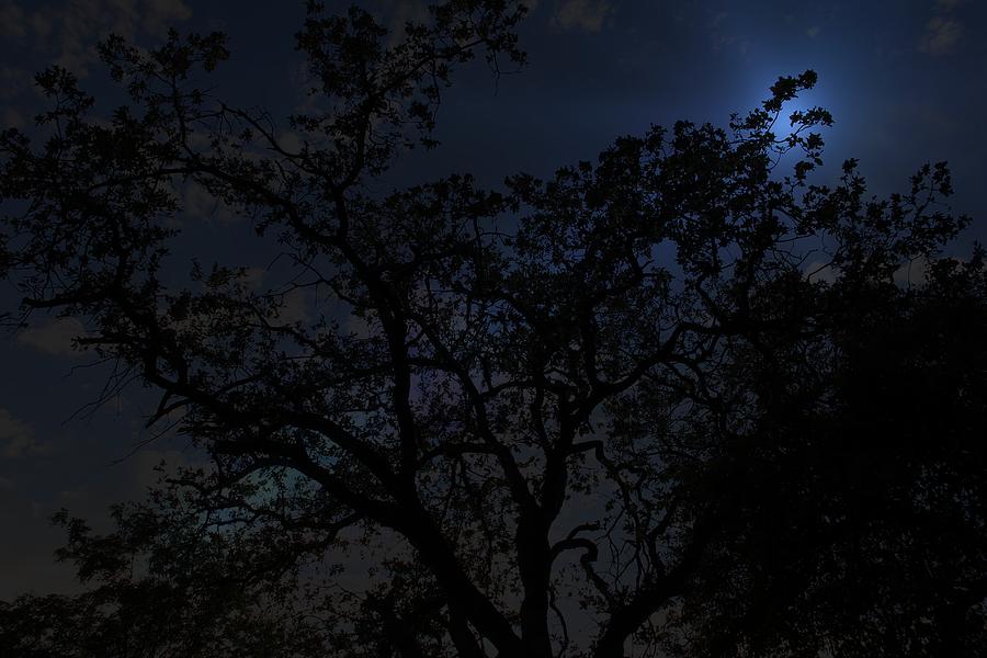 Tree Photograph - Midnight Blue by Athala Bruckner