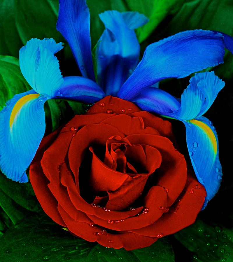 Flower Photograph - Midnight Blue Iris and a Red Rose by Leslie Crotty