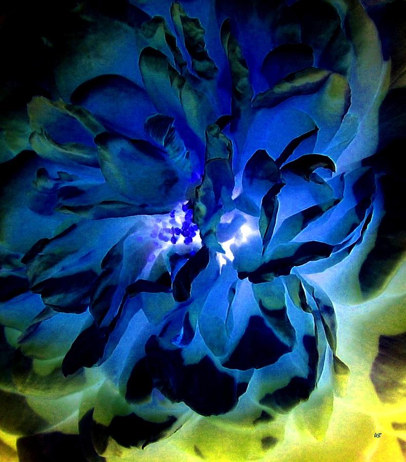 Midnight Blue Rose Digital Art by Will Borden