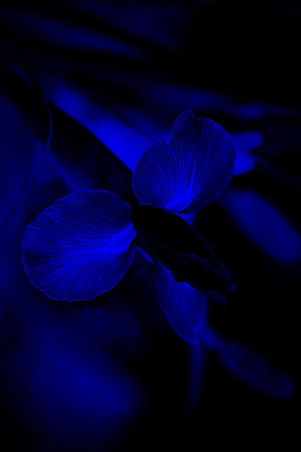 Midnight Blue Photograph by Theresa Campbell