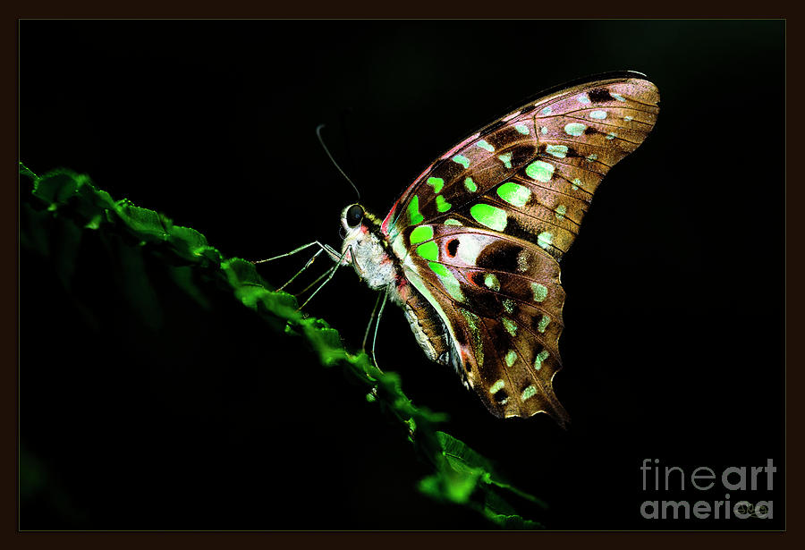 Midnight Butterfly Photograph by Joann Long