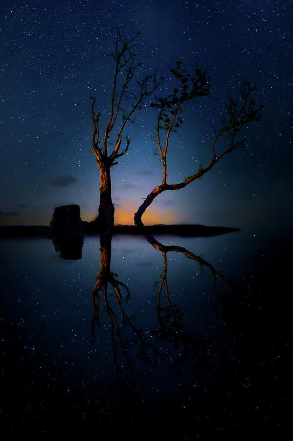 Tree Photograph - Midnight Dance of the Trees by Mark Andrew Thomas