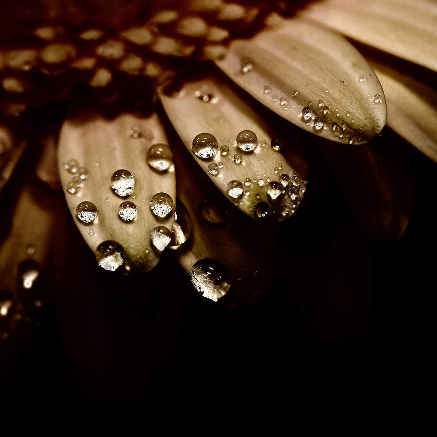 Midnight Dewdrops Photograph by David Patterson