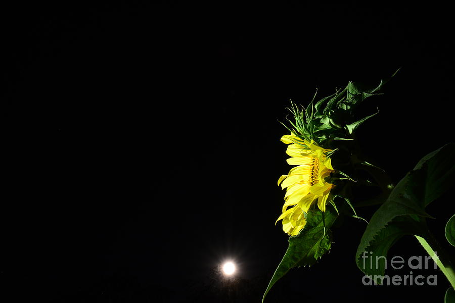 Midnight Flower Photograph by Angela J Wright